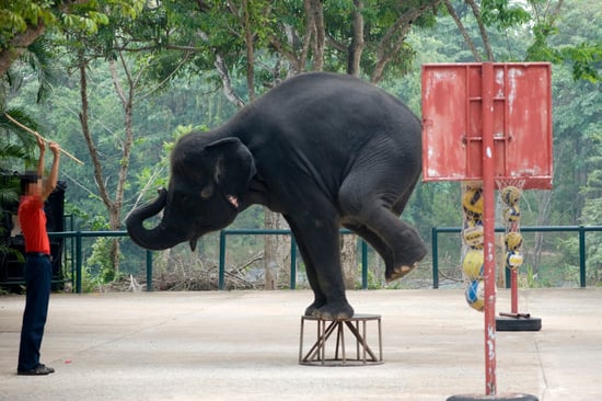En elefant viser tricks i et elefantshow i Thailand.