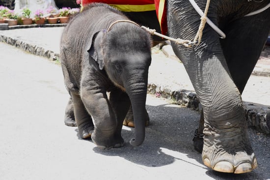 Elefantunge er bundet til sin mor, der udnyttes til elefantridning i Thailand.