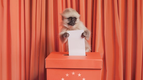 Silkeabe stemmer ved EU-valget