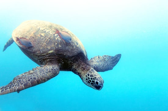 En havskildpadde svømmer i havet