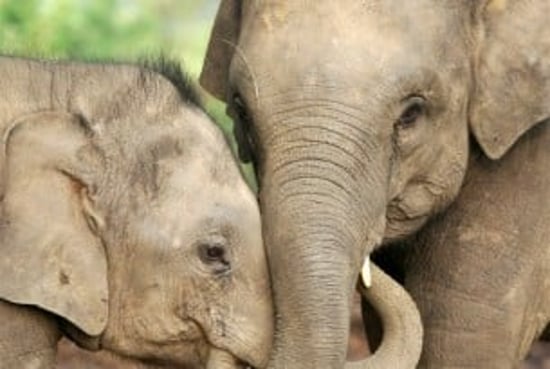 Elefantmor og unge fletter snabler