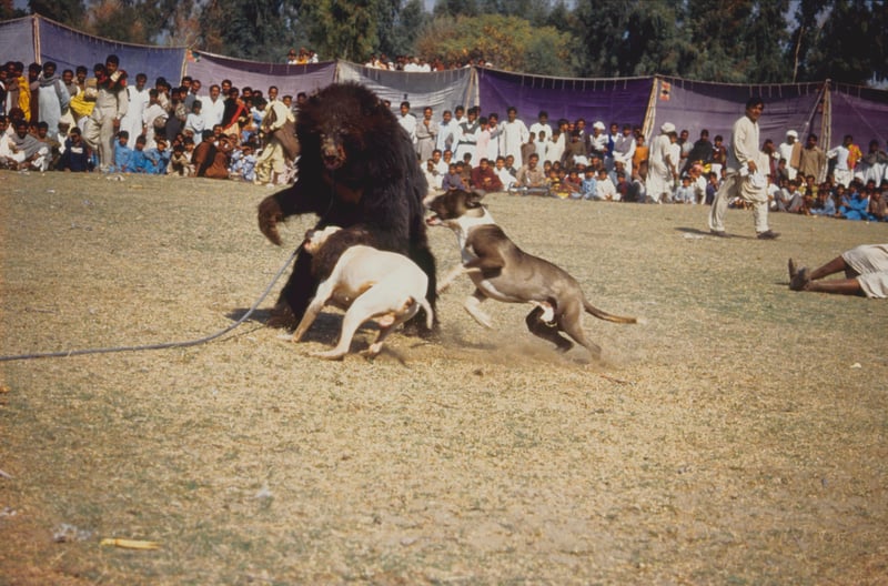 Bjørne reddet fra kamptrænede hunde i Pakistan