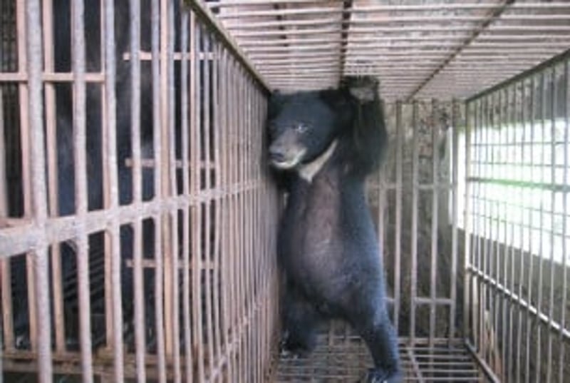 A bear cub on a farm in Vietnam - photo by our partners Education for Nature Vietnam