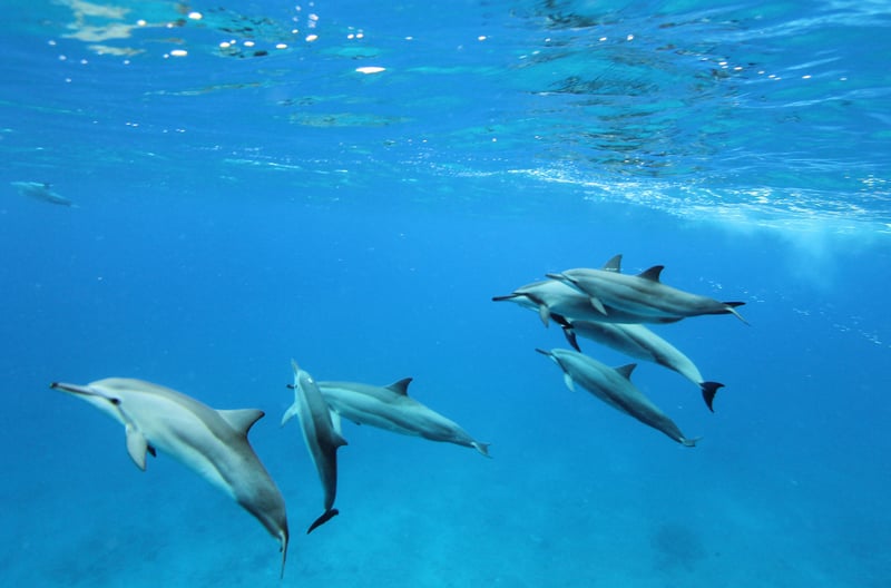 Delfiner i det åbne hav