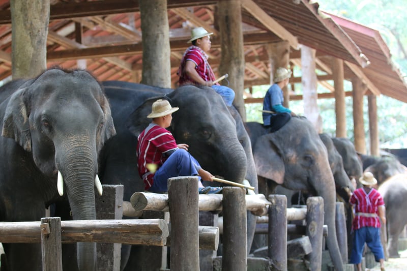 Elefanter hører til i naturen - ikke i turismebranchen