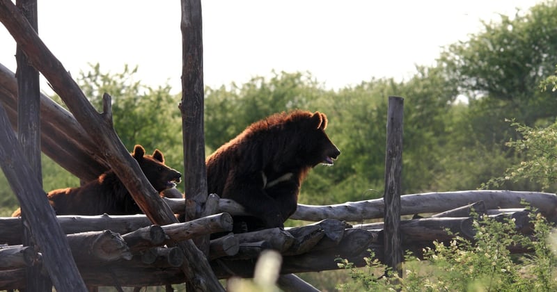 Nogle af de bjørne, der allerede nyder livet i det grønne reservat