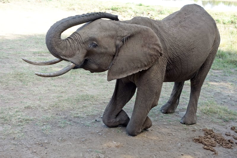 Elefant trænes med elefantkrog