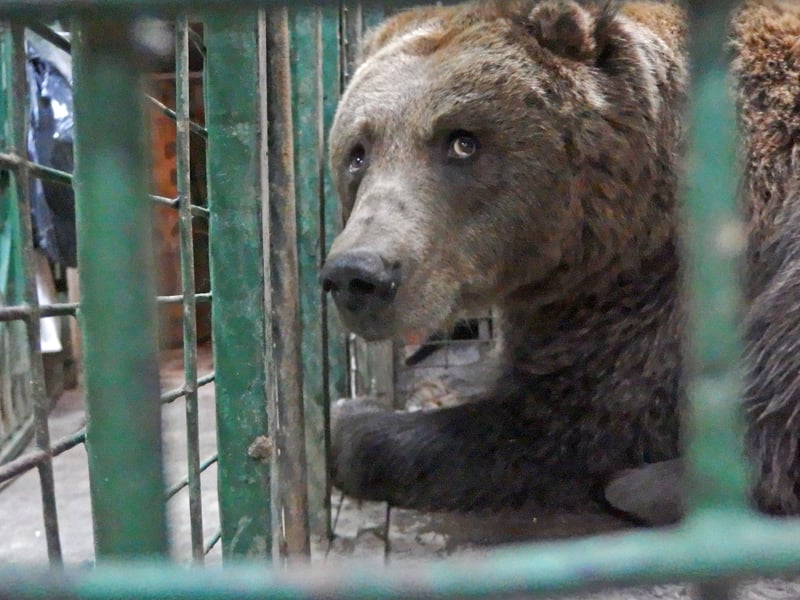 To bjørnebrødre og deres søster reddet i Rumænien