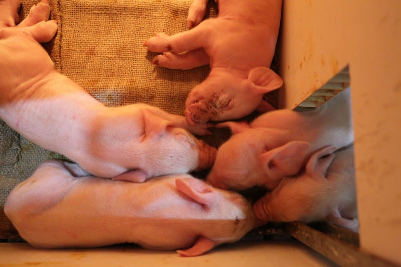 Vi hjælper den store, kinesiske svineproducent Dexing med at skabe endnu bedre forhold for deres grise.