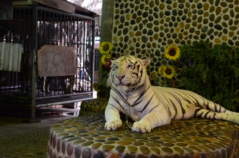 Vi opfordrer Thailands myndigheder: Hjælp tigrene