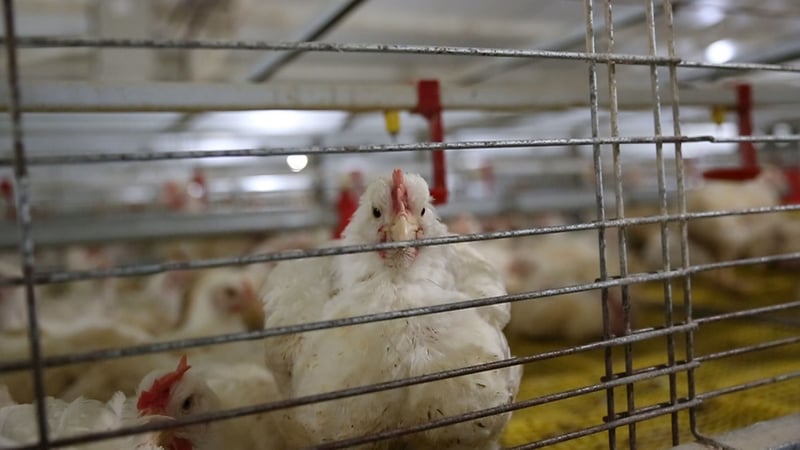 Caged Hens - Animal Welfare - World Animal Protection