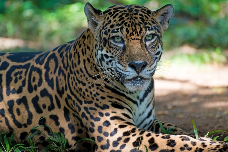 I fare for at sulte: Vi hjælper vilde dyr i Las Pumas