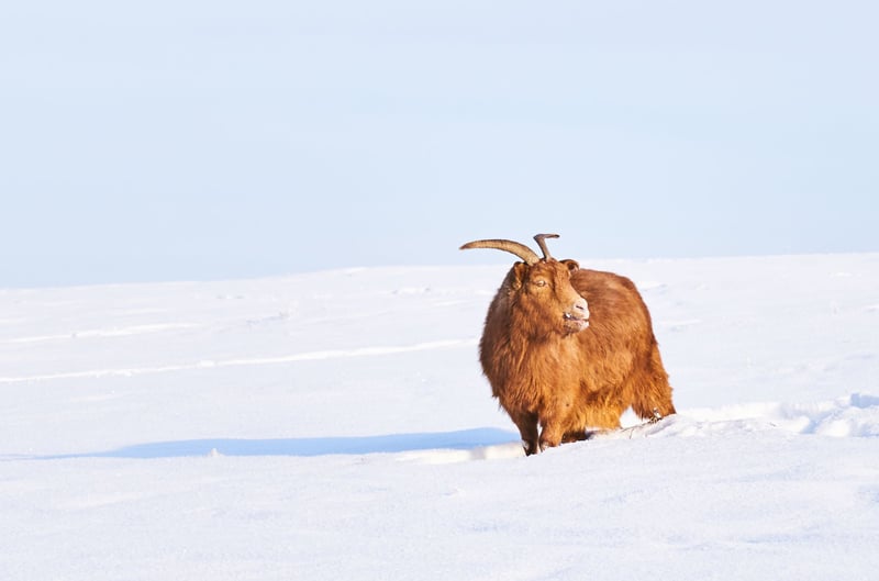 Tusindvis af geder, får og andre dyr er i fare for at dø i Mongoliet.