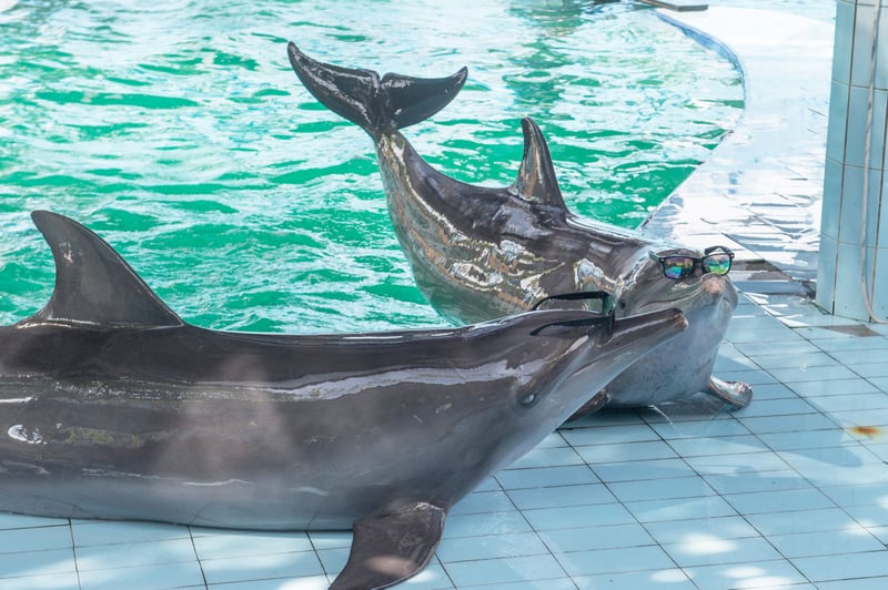 Delfiner, der optræder for turister på Bali