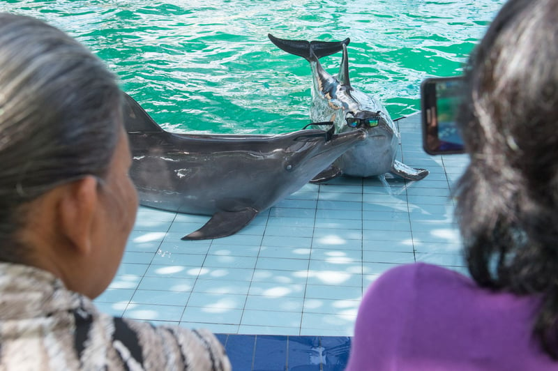 Delfiner trives ikke i fangenskab, men kun halvdelen af danskerne finder delfinunderholdning uacceptabelt.