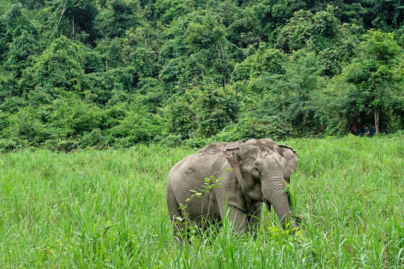 Tips til, hvad gør du, hvis du gerne vil se elefanter, men ikke vil støtte dyremishandling
