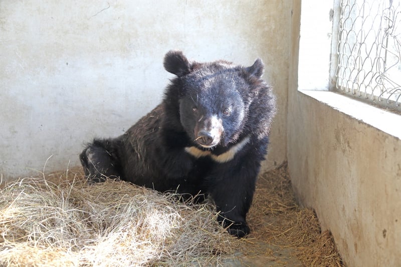 Bjørnen Hope er reddet fra mishandling i Pakistan