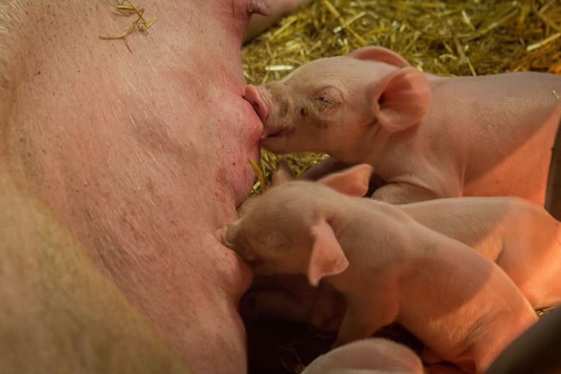 Grise på en svinefarm med bedre velfærd i Storbritannien. Her bliver grisene ikke halekuperet, kastreret eller får klippet tænder.