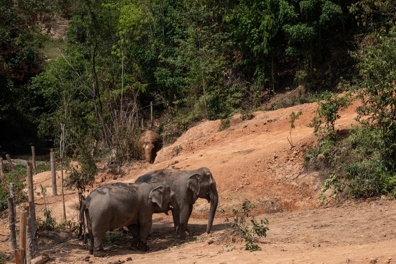 Vi har hjulpet den thailandske elefantlejr ChangChill med at blive elefantvenlig.