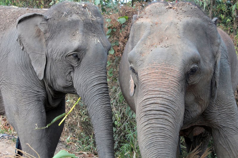 Med hjælp fra os og førende rejseselskaber er elefantlejren ChangChill blevet elefantvenlig og tager nu imod besøgende, der kan opleve elefanterne på de store dyrs egne præmisser.
