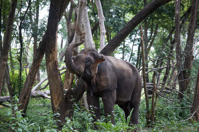Vi har finansieret et nyt ”elefantsafari”-område i Thailand. Det kan betyde et nyt liv for elefanter, der tidligere er blevet udnyttet til turistunderholdning – og blive det største elefantreservat i landet.