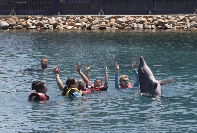 Besøgende svømmer med delfiner i Sea World, Australien