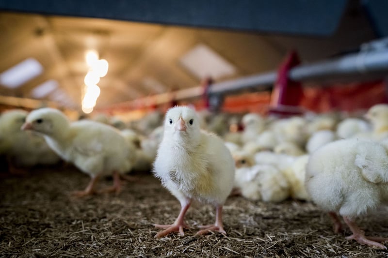 Windstreek kyllingefarm i Holland giver bedre leveforhold til slagtekyllingerne.