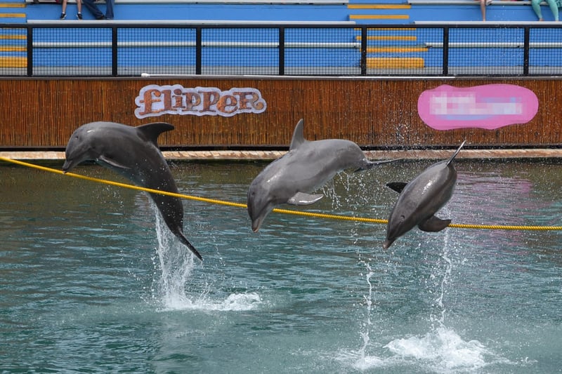 Delfiner optræder i Miami Seaquarium, USA