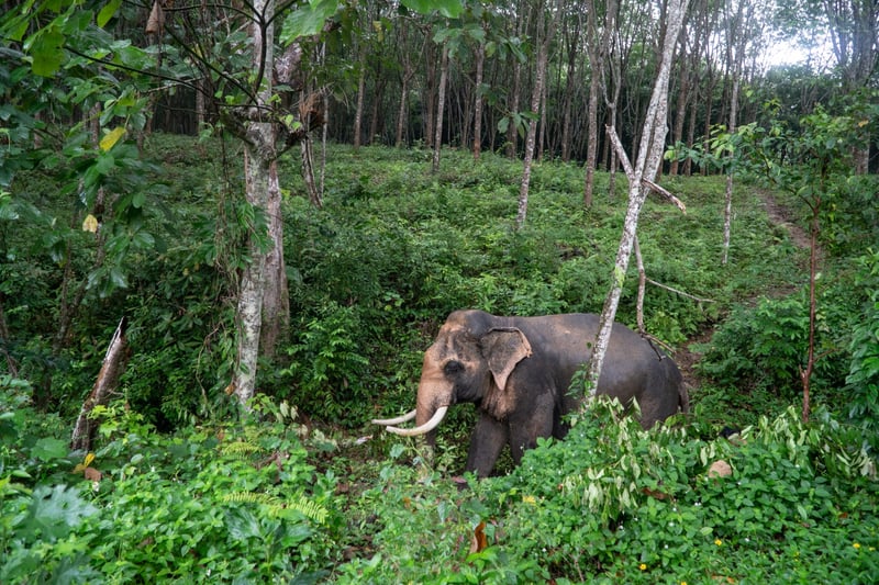 I den elefantvenlige lejr Following Giants har elefanterne fået et godt liv