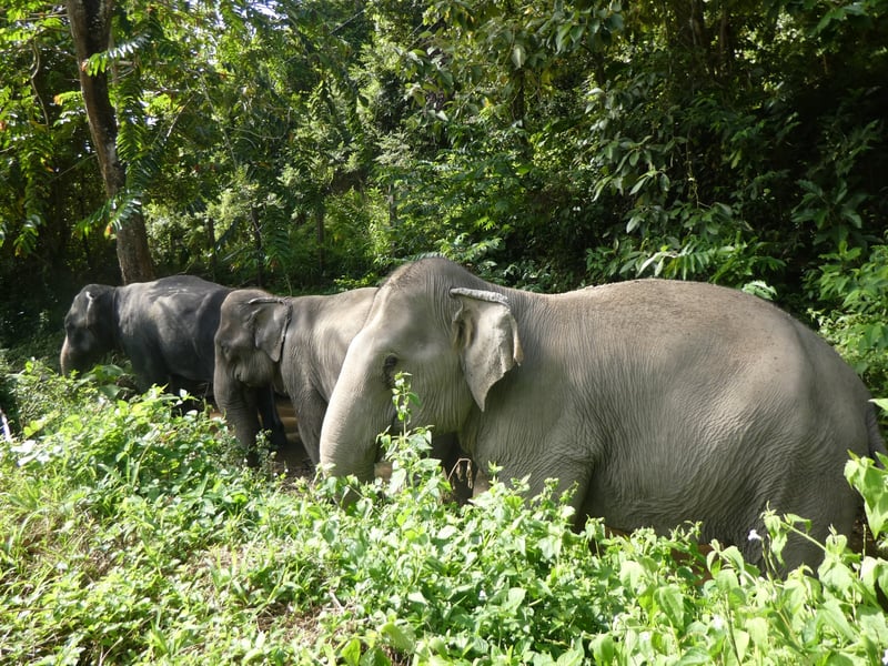 Den thailandske elefantlejr ChangChill (tidligere Happy Elephant Care Valley), som vi samarbejder med, blev fuldt ud elefantvenlig i 2019. Senere på året hjalp vi endnu en elefantlejr, Following Giants (tidligere Eco Turism Koh Lanta) til også at blive elefantvenlig.