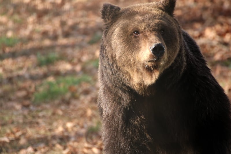 Bjørnen Roxana har fået et nyt liv i bjørnereservatet i Rumænien. Foto: AMP