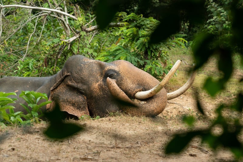 Elefanten Chok nyder livet i den elefantvenlige lejr Following Giants