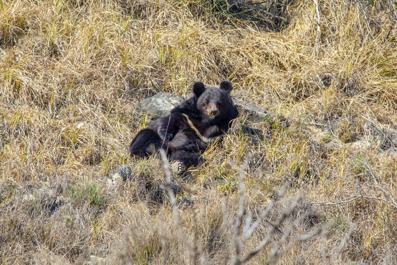 Bjørnen Sanam er reddet fra bjørne-hundekampe