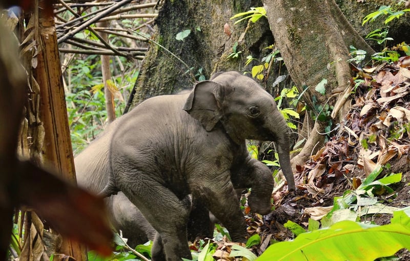 Mur Lah lever med sin mor og storesøster i elefantreservatet Mahouts Elephant Foundation