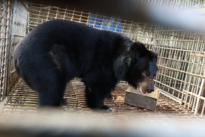 Bjørn reddet fra bjørnegaldefabrik på vej mod redningscenter