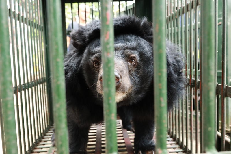 Bjørn bliver reddet fra bjørnegaldefabrik i Vietnam