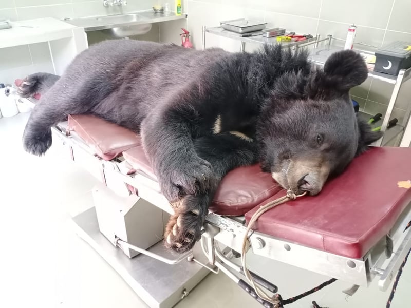 Den reddede bjørn blev undersøgt af dyrlægerne i Balkasar-reservatet