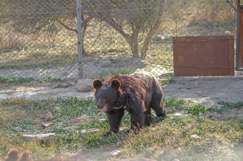 Den reddede bjørn Berdy har fået et nyt liv i Balkasar-reservatet i Pakistan