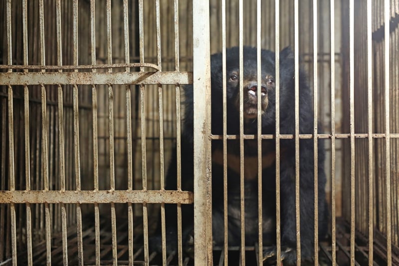 Bjørn i bur på bjørnegaldefabrik i Lang Son-provinsen