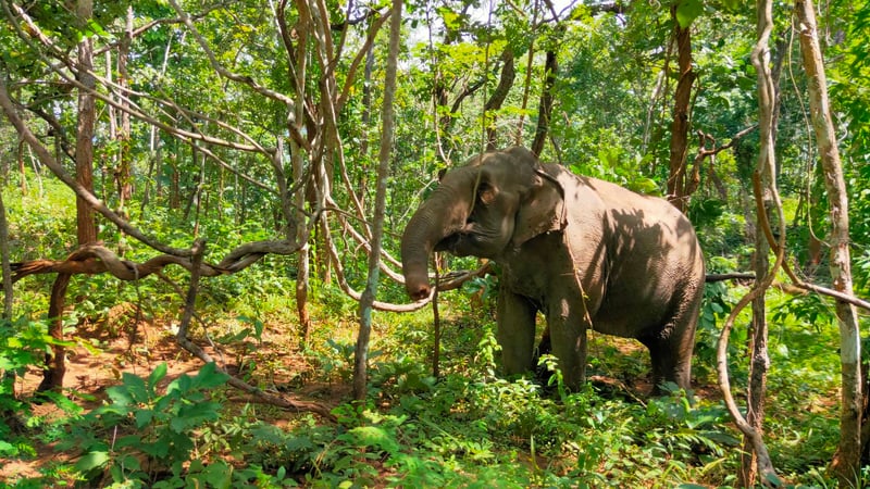 BEES elefantreservat tager imod reddede elefanter fra turist- og skovhugstindustrien