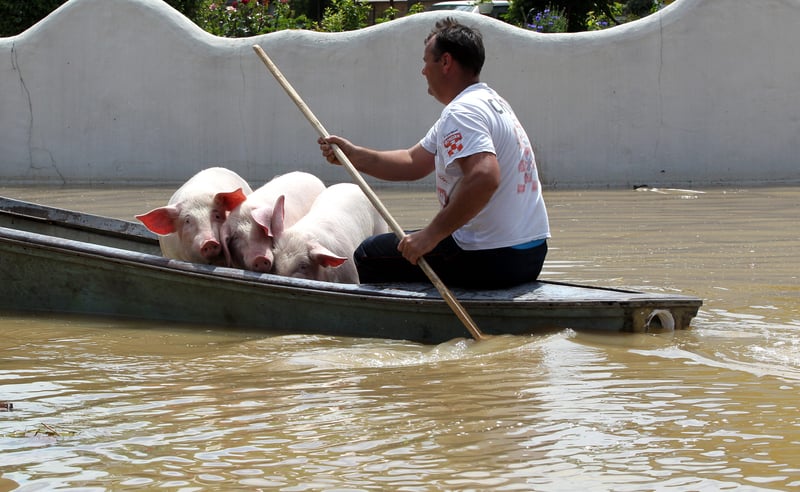 En mand transporterer tre grise i sikkerhed i Balkan.