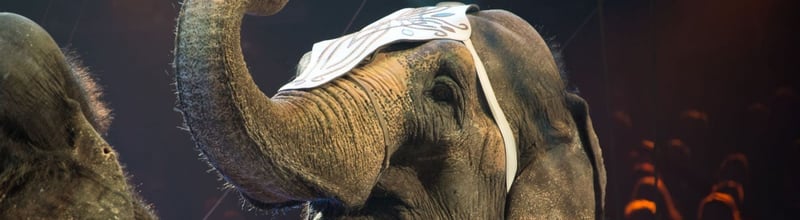 Elefanter hører til i naturen - ikke i cirkus