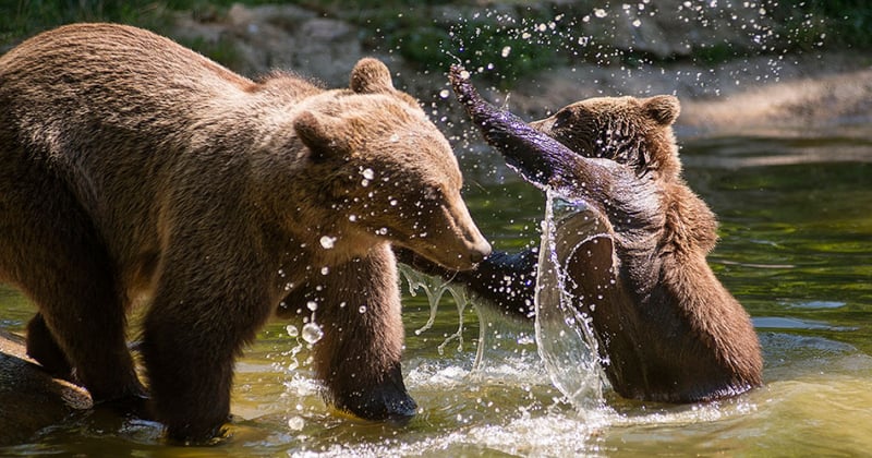 Mother and bear cub playing in water