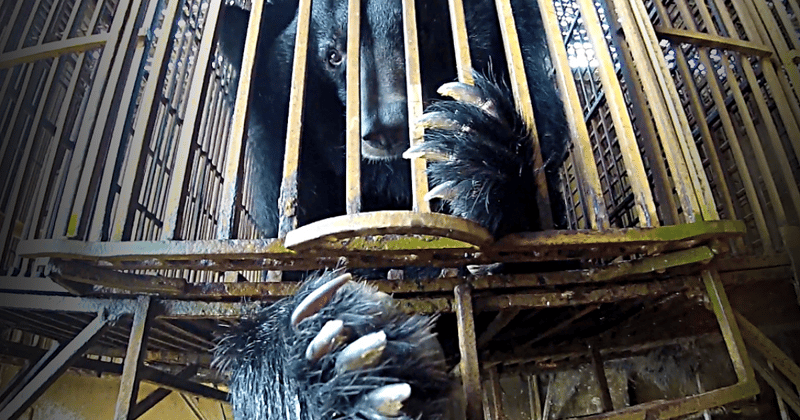 Afsløring af Vietnams ulovlige bjørnegaldefabrikker