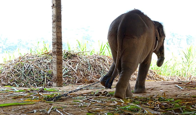 3D-underskriftsindsamling mod elefantridning