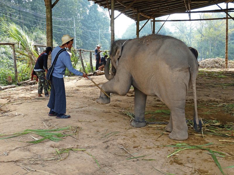 Elefant trænes med elefantkrog