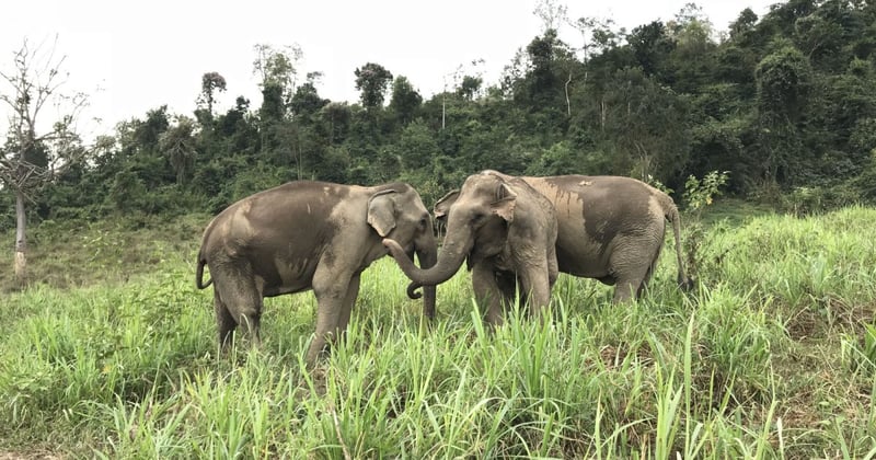 I elefantreservatet BLES, som vi støtter i Thailand, er elefanterne fri til at leve et godt elefantliv.