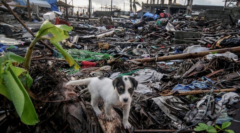 A puppy among debris of houses destroyed by Typhoon Haiyan, in the Philippines