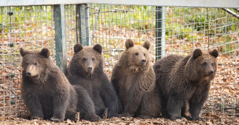 Reddede bjørneunger i Libearty Bjørnereservat i Rumænien