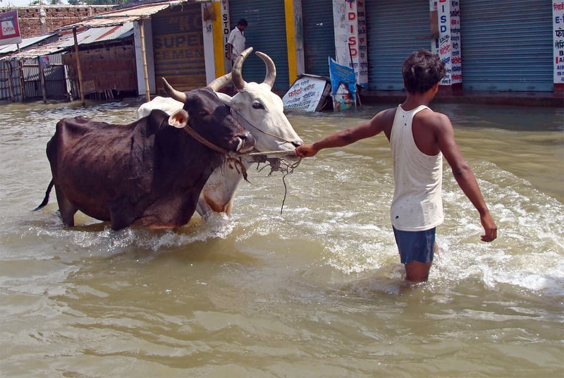 Oversvømmelse i Indien